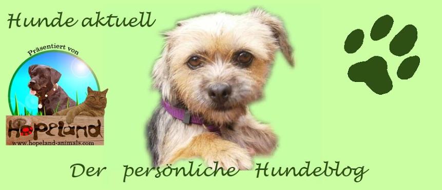 Hunde aktuell, unser Hunde-Informations-Blog. Zum Blog einfach auf das Foto klicken. 