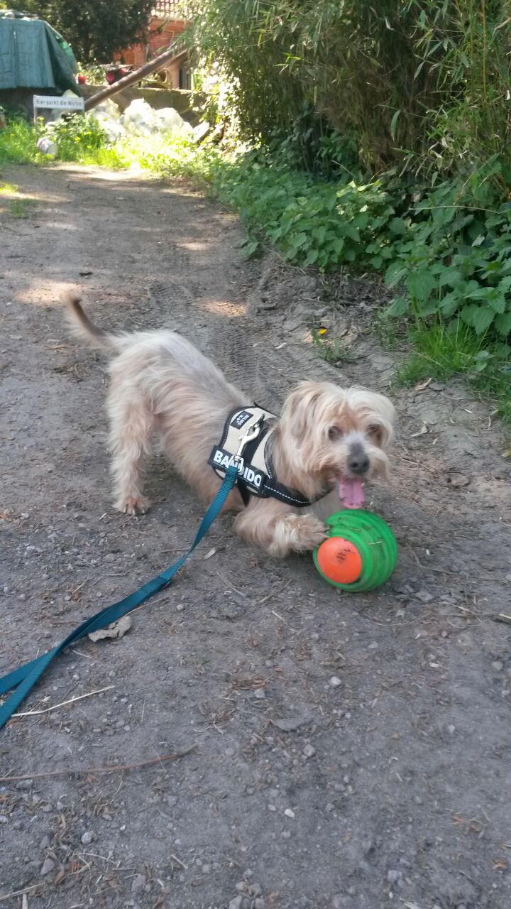 Der kleine Xusxas verstarb am 28.05.2018 völlig unerwartet nur kurze Zeit nach seiner Adoption an Lymphdrüsenkrebs. 