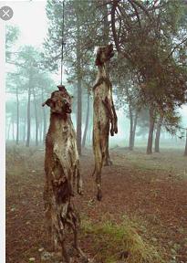 Tradition zum Jagdsaisonende in Andalusien. Die Tiere werden grausam erhängt. 