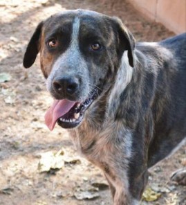 Jacob, junger ängstlicher Hund, sucht noch nach einem Zuhause. 