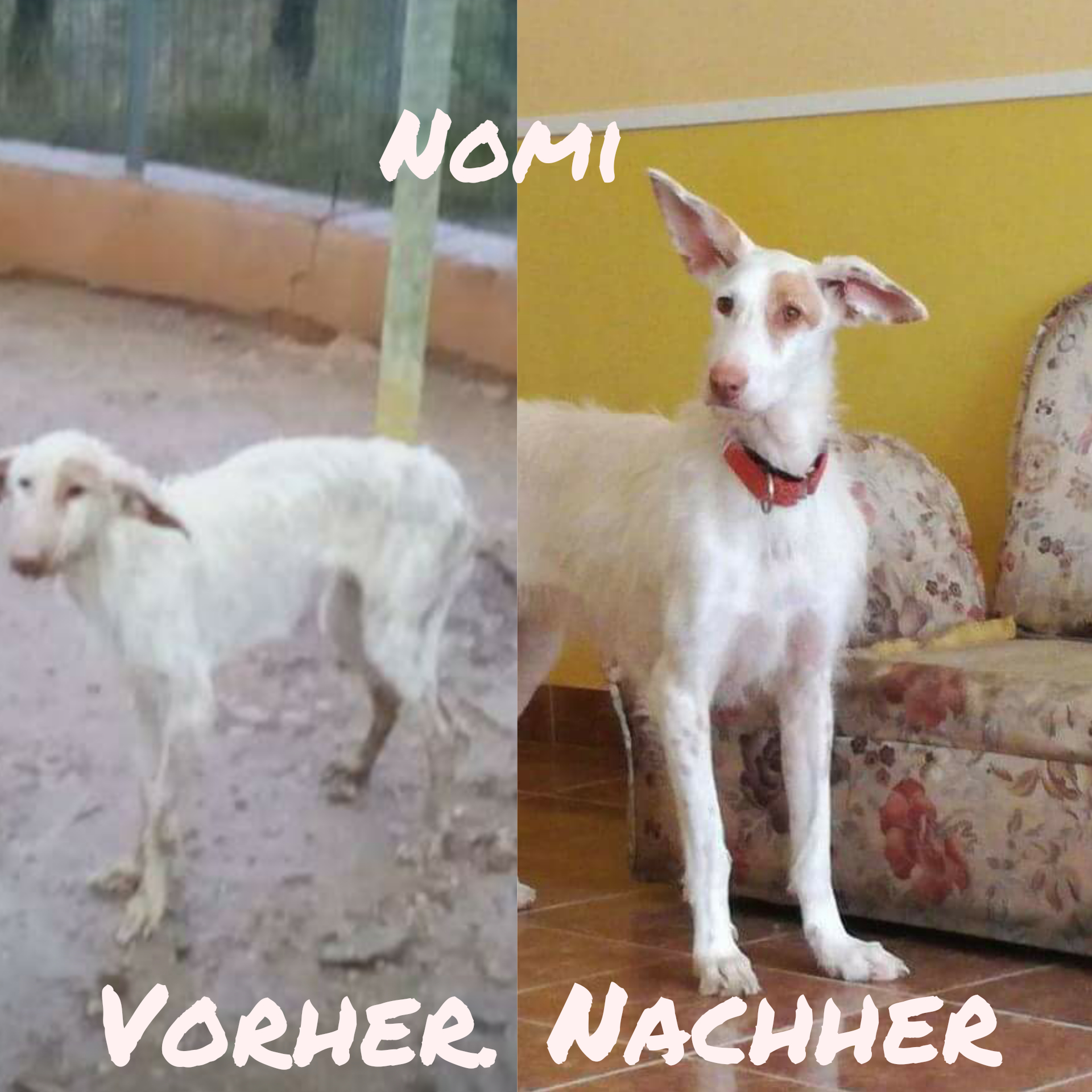 Nomi konnten wir noch rechtzeitig aus dem Tierheim retten. 